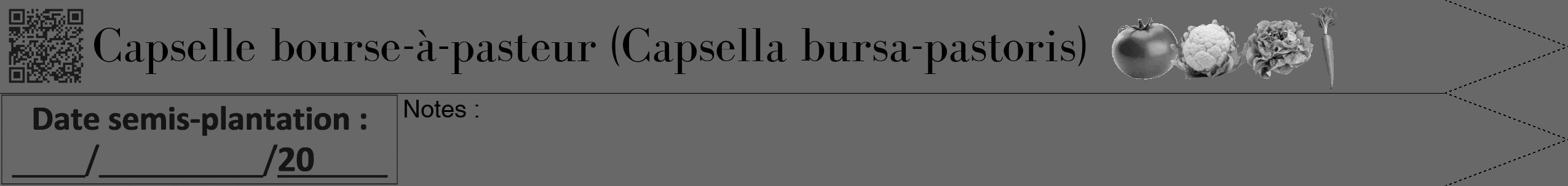 Étiquette de : Capsella bursa-pastoris - format b - style noire6bod avec qrcode et comestibilité simplifiée