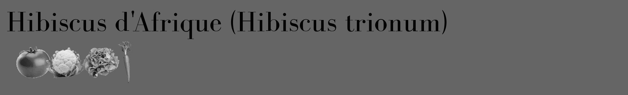 Étiquette de : Hibiscus trionum - format c - style noire32_basique_basiquebod avec comestibilité simplifiée