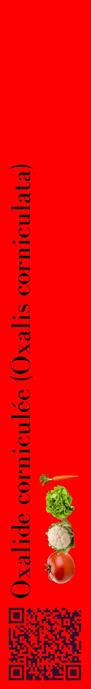 Étiquette de : Oxalis corniculata - format c - style noire27_basiquebod avec qrcode et comestibilité simplifiée