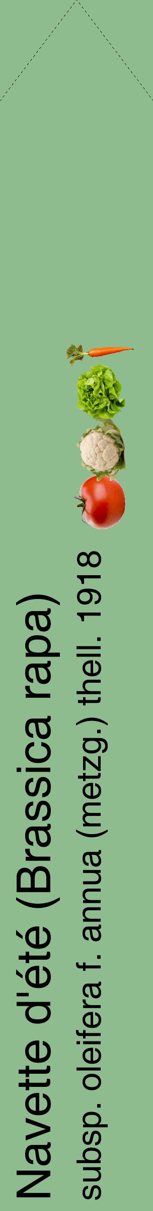 Étiquette de : Brassica rapa subsp. oleifera f. annua (metzg.) thell. 1918 - format c - style noire13_simplehel avec comestibilité simplifiée