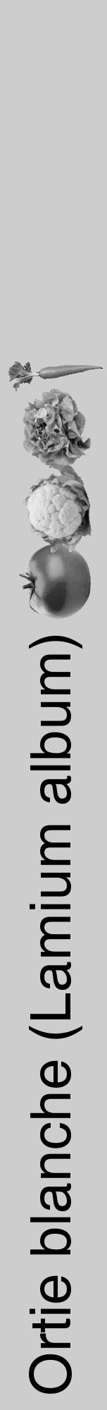 Étiquette de : Lamium album - format a - style noire41hel avec comestibilité simplifiée - position verticale