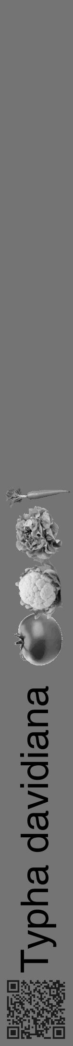 Étiquette de : Typha davidiana - format a - style noire26hel avec qrcode et comestibilité simplifiée - position verticale
