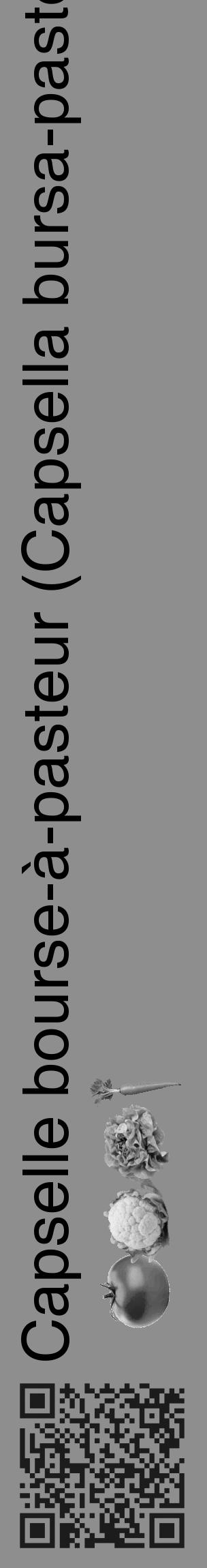 Étiquette de : Capsella bursa-pastoris - format c - style noire25_basique_basiquehel avec qrcode et comestibilité simplifiée - position verticale