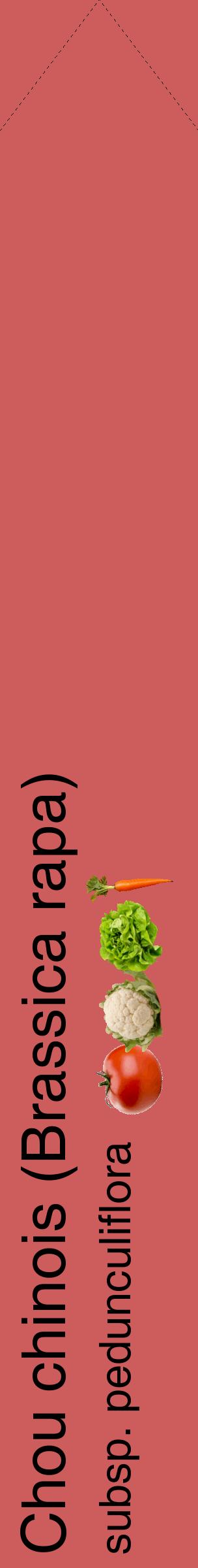 Étiquette de : Brassica rapa subsp. pedunculiflora - format c - style noire35_simplehel avec comestibilité simplifiée