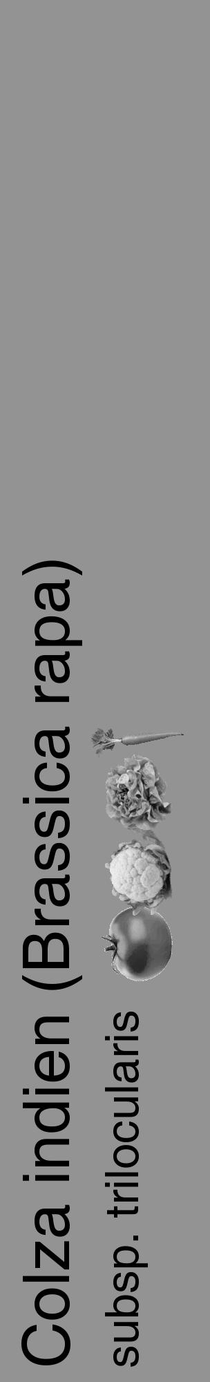 Étiquette de : Brassica rapa subsp. trilocularis - format c - style noire44_basique_basiquehel avec comestibilité simplifiée - position verticale