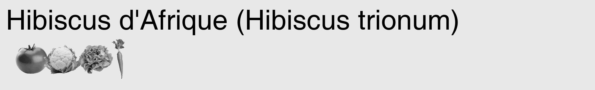 Étiquette de : Hibiscus trionum - format c - style noire55_basique_basiquehel avec comestibilité simplifiée