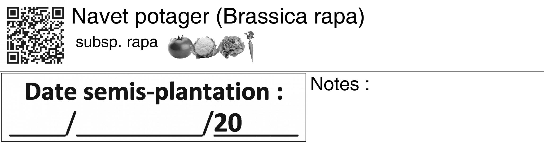 Étiquette de : Brassica rapa subsp. rapa - format c - style noire60_basiquegrrvhel avec qrcode et comestibilité simplifiée
