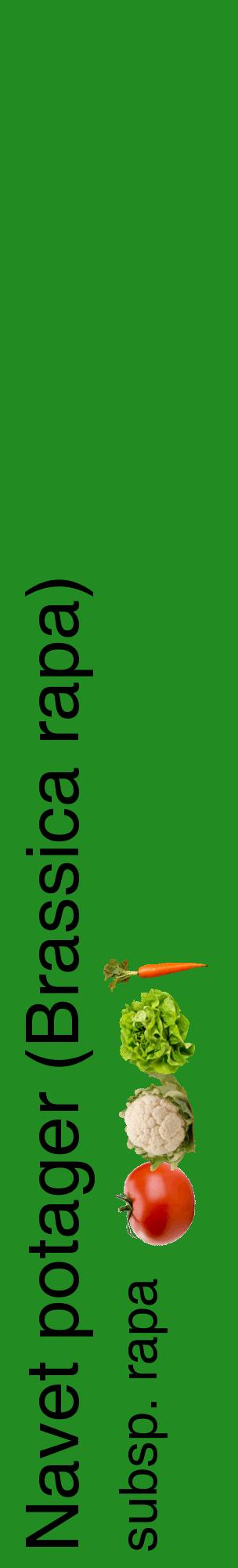 Étiquette de : Brassica rapa subsp. rapa - format c - style noire10_basiquehel avec comestibilité simplifiée