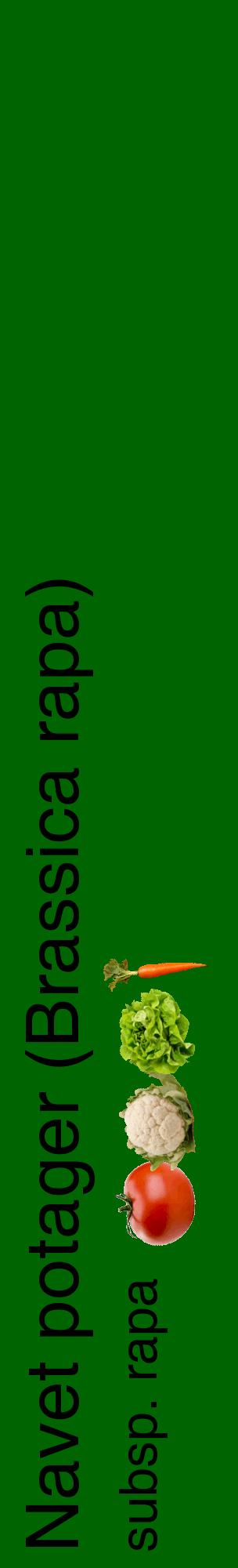 Étiquette de : Brassica rapa subsp. rapa - format c - style noire8_basiquehel avec comestibilité simplifiée