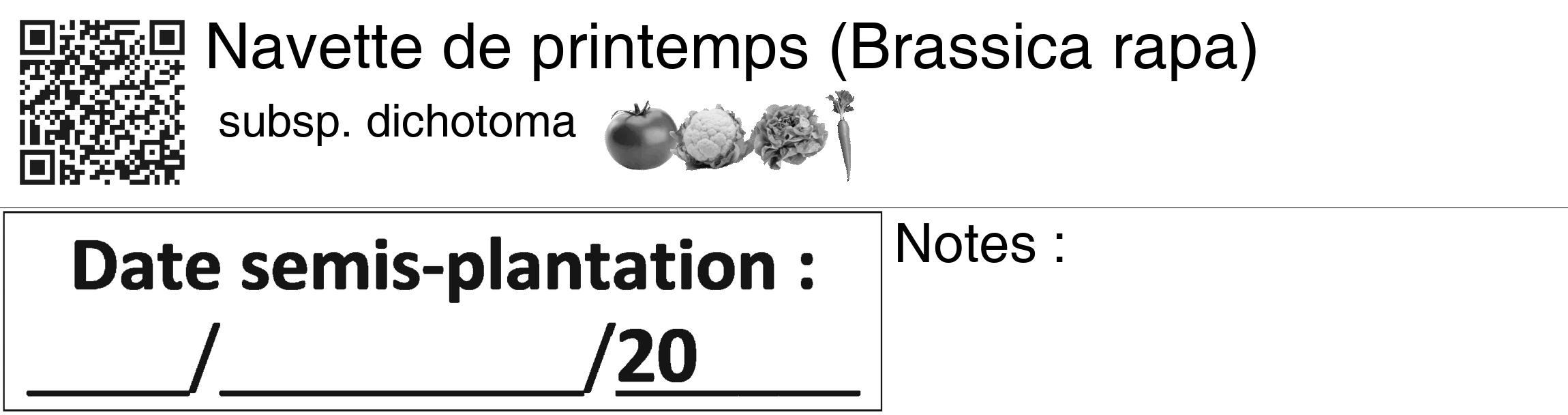 Étiquette de : Brassica rapa subsp. dichotoma - format c - style noire60_basiquegrrvhel avec qrcode et comestibilité simplifiée