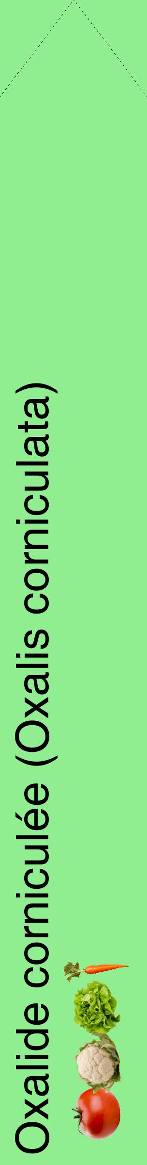 Étiquette de : Oxalis corniculata - format c - style noire15_simplehel avec comestibilité simplifiée