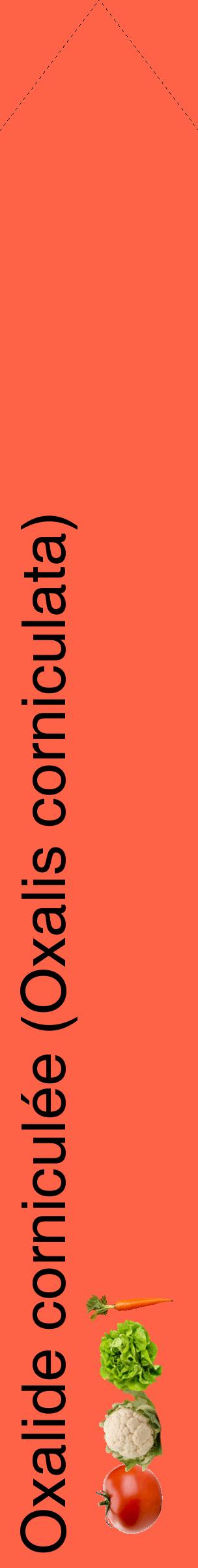 Étiquette de : Oxalis corniculata - format c - style noire25_simplehel avec comestibilité simplifiée
