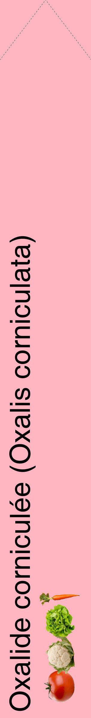 Étiquette de : Oxalis corniculata - format c - style noire41_simplehel avec comestibilité simplifiée