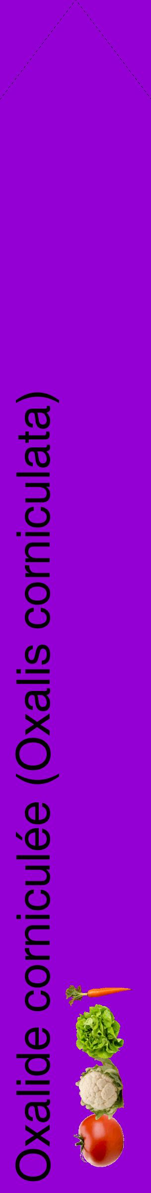 Étiquette de : Oxalis corniculata - format c - style noire48_simplehel avec comestibilité simplifiée