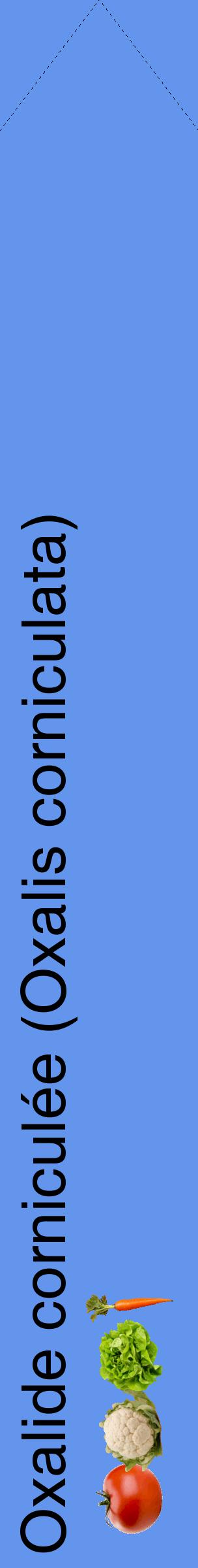 Étiquette de : Oxalis corniculata - format c - style noire4_simplehel avec comestibilité simplifiée