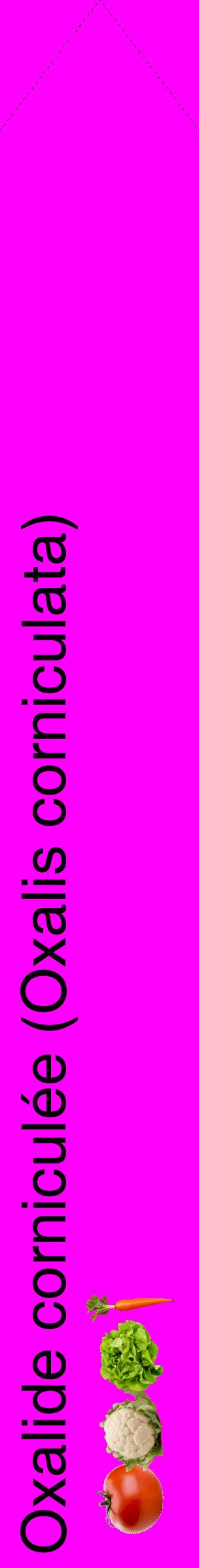 Étiquette de : Oxalis corniculata - format c - style noire51_simplehel avec comestibilité simplifiée