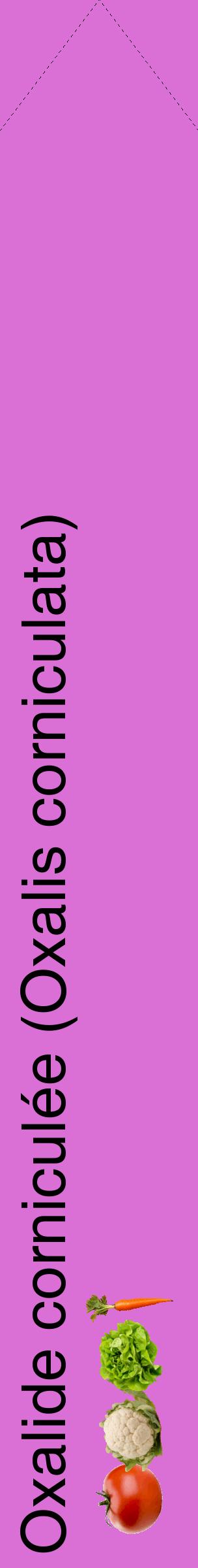 Étiquette de : Oxalis corniculata - format c - style noire52_simplehel avec comestibilité simplifiée