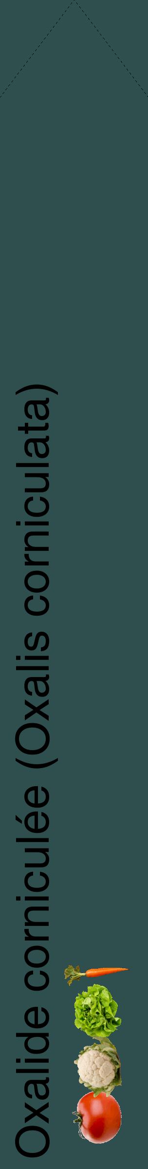 Étiquette de : Oxalis corniculata - format c - style noire58_simplehel avec comestibilité simplifiée