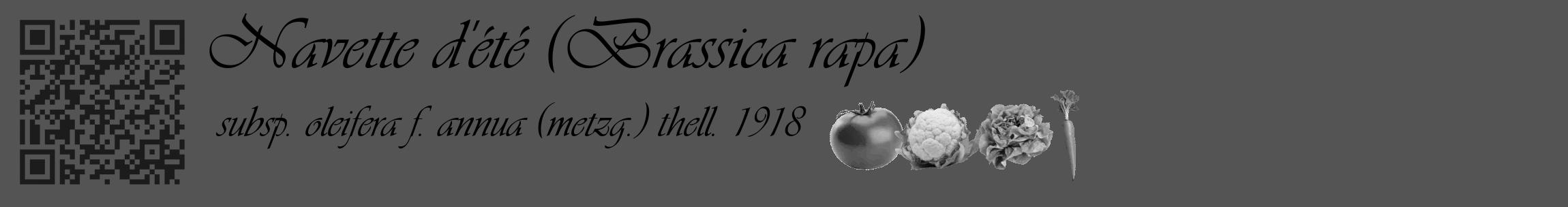 Étiquette de : Brassica rapa subsp. oleifera f. annua (metzg.) thell. 1918 - format c - style noire30_basique_basiqueviv avec qrcode et comestibilité simplifiée