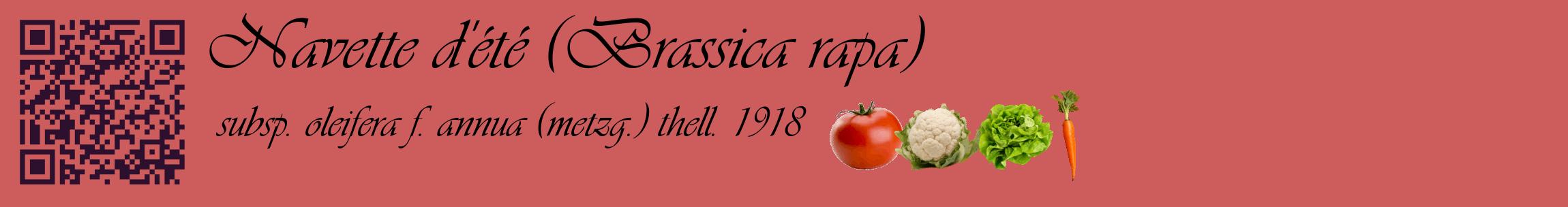 Étiquette de : Brassica rapa subsp. oleifera f. annua (metzg.) thell. 1918 - format c - style noire35basique_basique_basiqueviv avec qrcode et comestibilité simplifiée