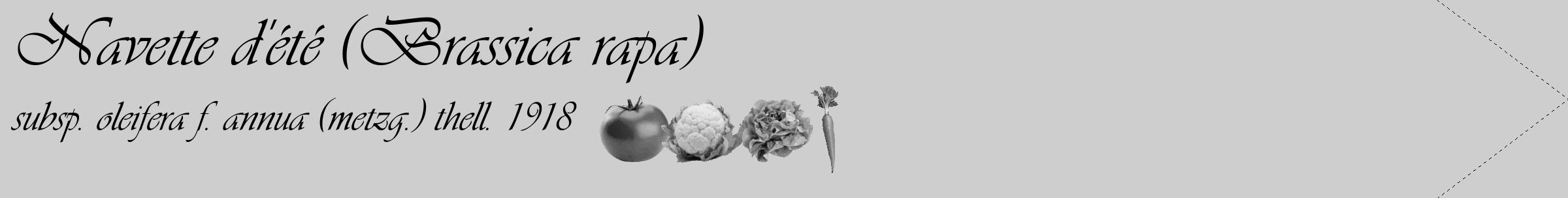 Étiquette de : Brassica rapa subsp. oleifera f. annua (metzg.) thell. 1918 - format c - style noire17_simple_simpleviv avec comestibilité simplifiée