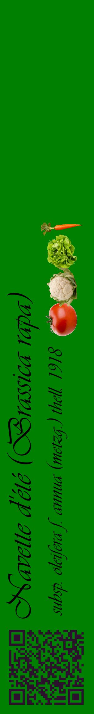 Étiquette de : Brassica rapa subsp. oleifera f. annua (metzg.) thell. 1918 - format c - style noire9_basiqueviv avec qrcode et comestibilité simplifiée
