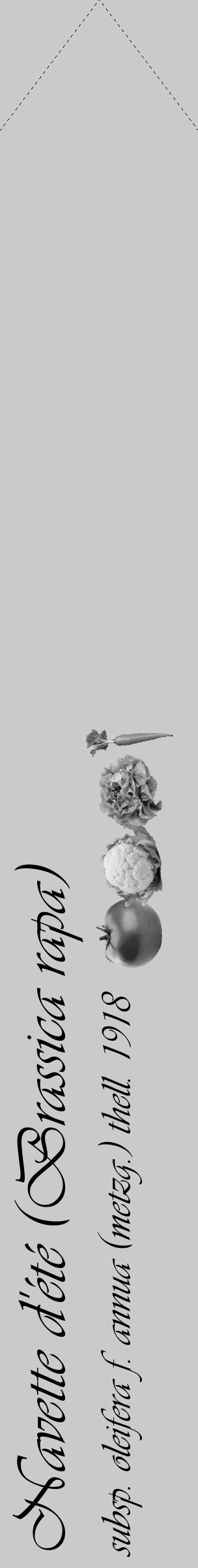 Étiquette de : Brassica rapa subsp. oleifera f. annua (metzg.) thell. 1918 - format c - style noire21_simple_simpleviv avec comestibilité simplifiée - position verticale