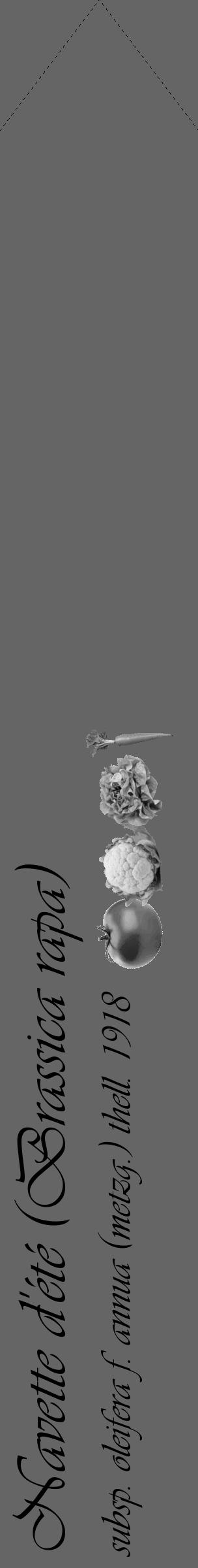 Étiquette de : Brassica rapa subsp. oleifera f. annua (metzg.) thell. 1918 - format c - style noire32_simple_simpleviv avec comestibilité simplifiée - position verticale