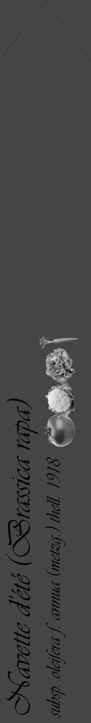 Étiquette de : Brassica rapa subsp. oleifera f. annua (metzg.) thell. 1918 - format c - style noire58_simple_simpleviv avec comestibilité simplifiée - position verticale