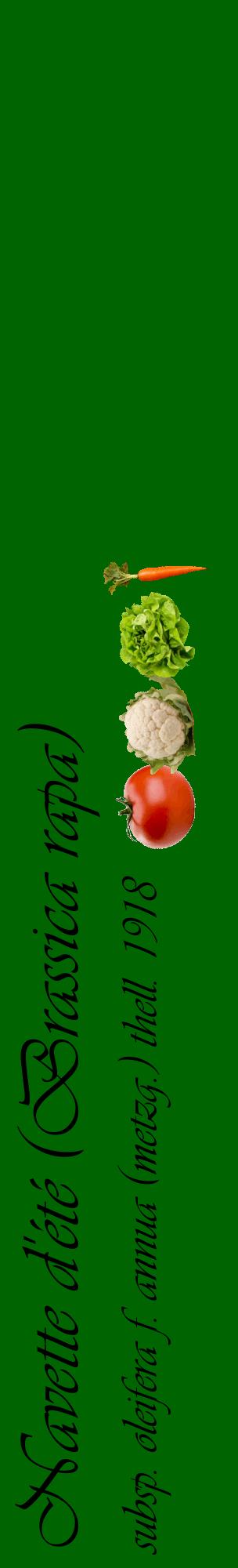 Étiquette de : Brassica rapa subsp. oleifera f. annua (metzg.) thell. 1918 - format c - style noire8_basiqueviv avec comestibilité simplifiée