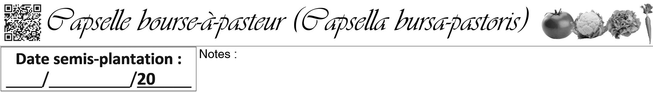 Étiquette de : Capsella bursa-pastoris - format a - style noire60viv avec qrcode et comestibilité simplifiée