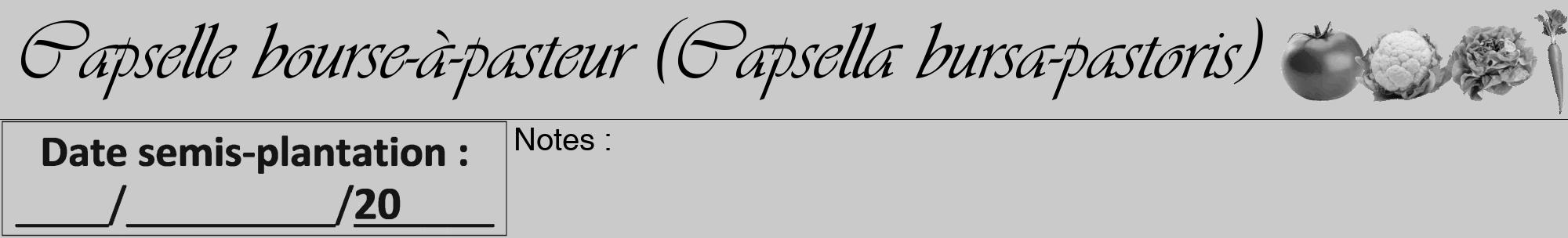 Étiquette de : Capsella bursa-pastoris - format a - style noire21viv avec comestibilité simplifiée