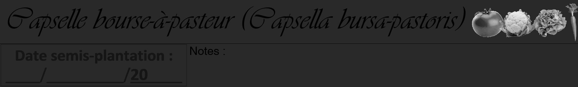 Étiquette de : Capsella bursa-pastoris - format a - style noire34viv avec comestibilité simplifiée