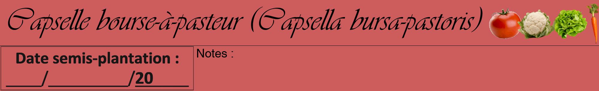 Étiquette de : Capsella bursa-pastoris - format a - style noire35viv avec comestibilité simplifiée