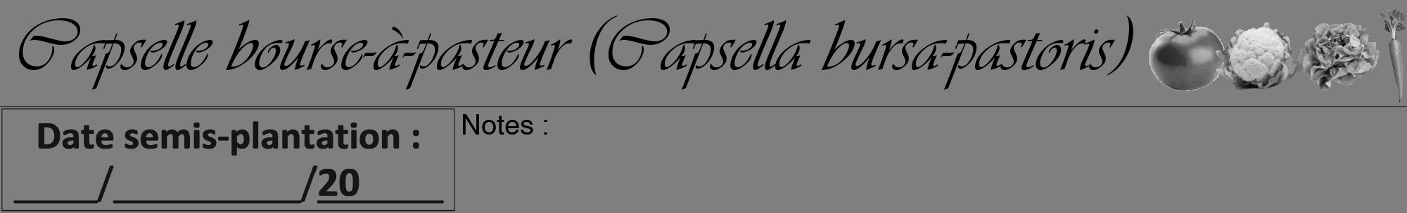 Étiquette de : Capsella bursa-pastoris - format a - style noire57viv avec comestibilité simplifiée