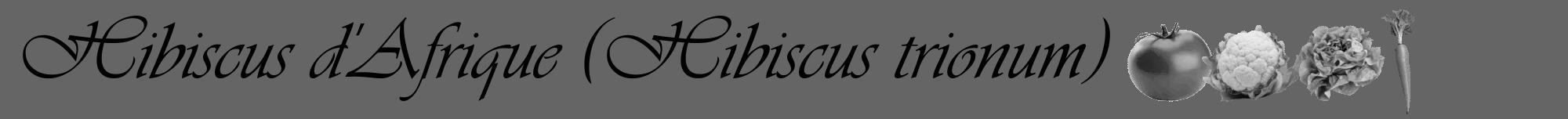 Étiquette de : Hibiscus trionum - format a - style noire32viv avec comestibilité simplifiée