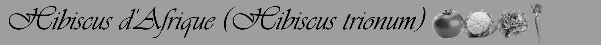 Étiquette de : Hibiscus trionum - format a - style noire42viv avec comestibilité simplifiée