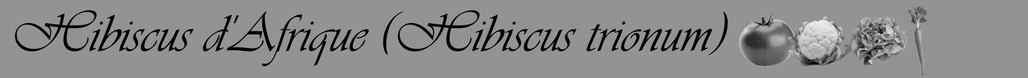 Étiquette de : Hibiscus trionum - format a - style noire44viv avec comestibilité simplifiée