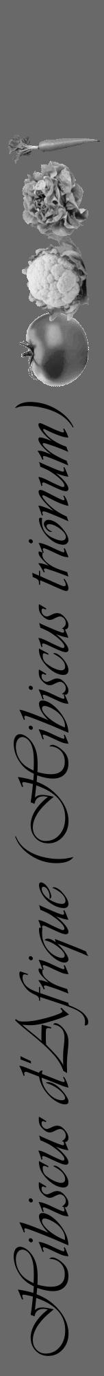 Étiquette de : Hibiscus trionum - format a - style noire51viv avec comestibilité simplifiée - position verticale
