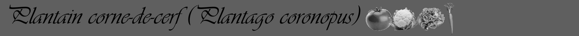 Étiquette de : Plantago coronopus - format a - style noire10simpleviv avec comestibilité simplifiée