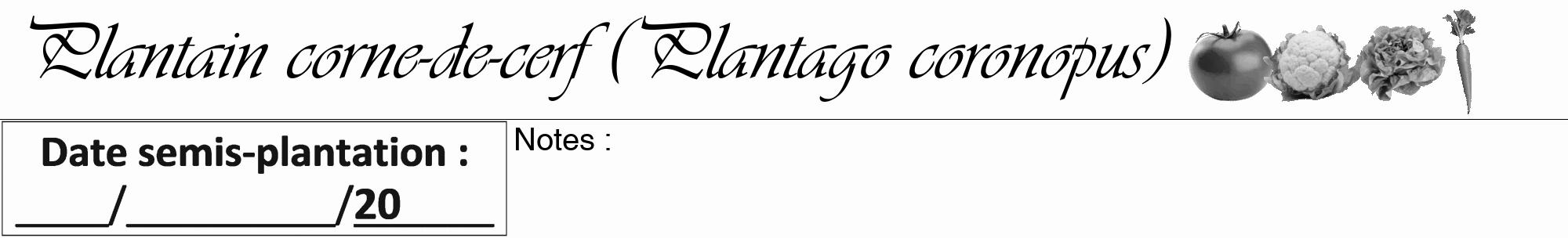 Étiquette de : Plantago coronopus - format a - style noire19viv avec comestibilité simplifiée
