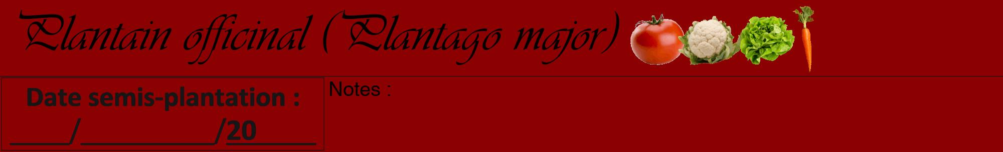 Étiquette de : Plantago major - format a - style noire34viv avec comestibilité simplifiée