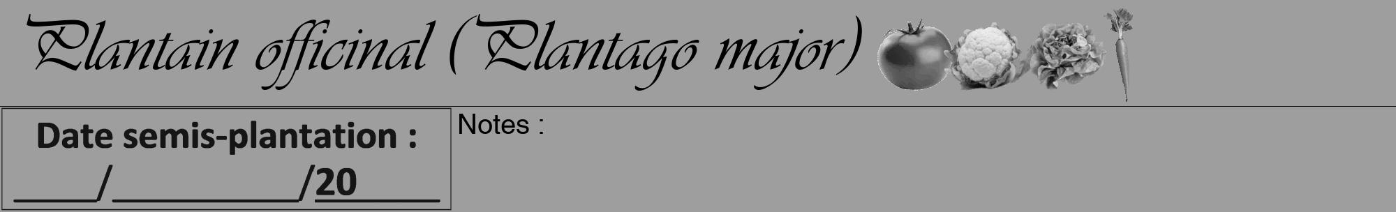 Étiquette de : Plantago major - format a - style noire42viv avec comestibilité simplifiée