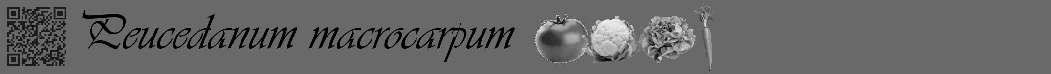 Étiquette de : Peucedanum macrocarpum - format a - style noire11viv avec qrcode et comestibilité simplifiée