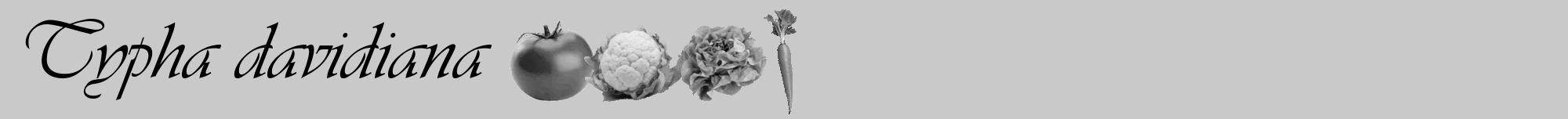 Étiquette de : Typha davidiana - format a - style noire54viv avec comestibilité simplifiée