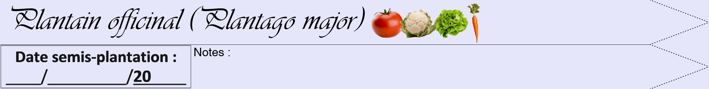 Étiquette de : Plantago major - format b - style noire55viv avec comestibilité simplifiée