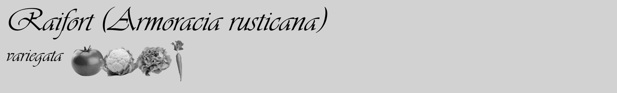 Étiquette de : Armoracia rusticana variegata - format c - style noire14_basique_basiqueviv avec comestibilité simplifiée
