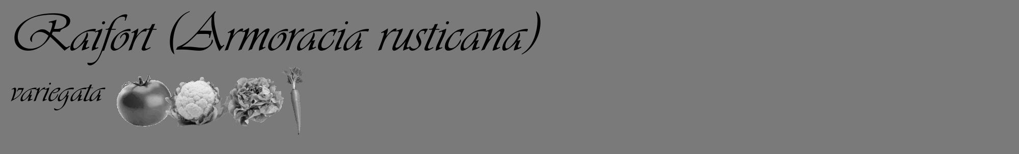 Étiquette de : Armoracia rusticana variegata - format c - style noire3_basique_basiqueviv avec comestibilité simplifiée