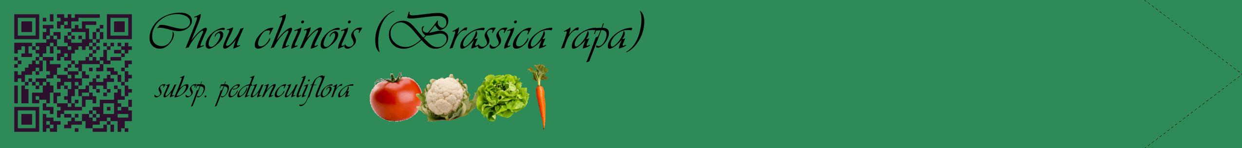 Étiquette de : Brassica rapa subsp. pedunculiflora - format c - style noire11simple_basique_basiqueviv avec qrcode et comestibilité simplifiée