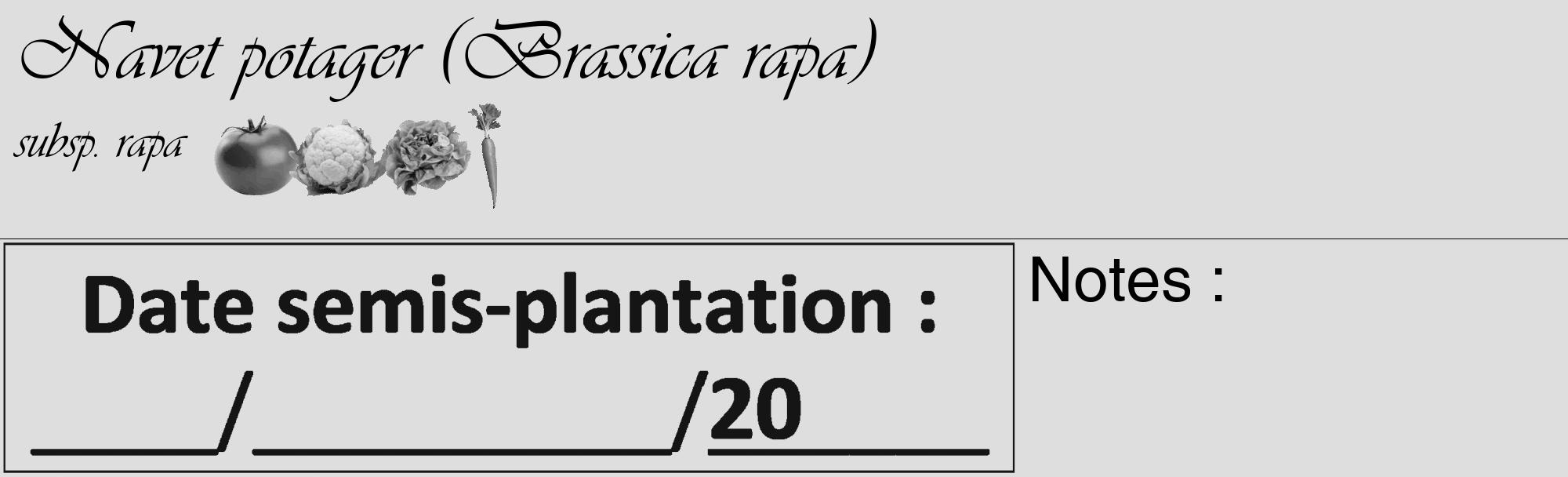 Étiquette de : Brassica rapa subsp. rapa - format c - style noire20_basique_basiqueviv avec comestibilité simplifiée
